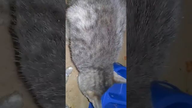 Как заставить кошку есть в одном месте))) смотреть онлайн