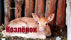 Козленок.. (рассказ)