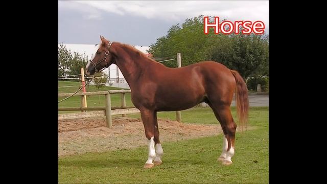 Horse: Animals for Children Kids Videos Kindergarten Preschool Learning Toddlers Sounds Songs Farm смотреть онлайн