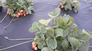 Лорд - клубника,описание сорта (Английский сорт)