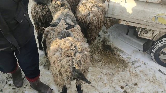 (668) на базаре продавались романовской породы.. 15000тысяч