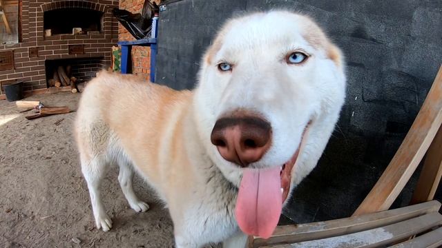 SIBERIAN HUSKY Dog Beautiful BLUE EYES смотреть онлайн