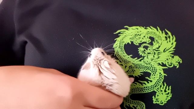 Зачем хомяку усы? Его усы локатор для ориентации Why does hamster need a mustache? - locator смотреть онлайн