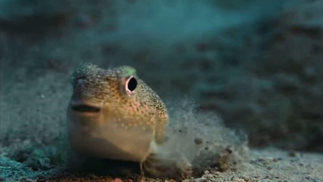 Морской художник смотреть онлайн