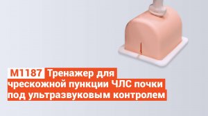М1187 - Тренажер для Чрескожной Пункции ЧЛС Почки под Ультразвуковым Контролем