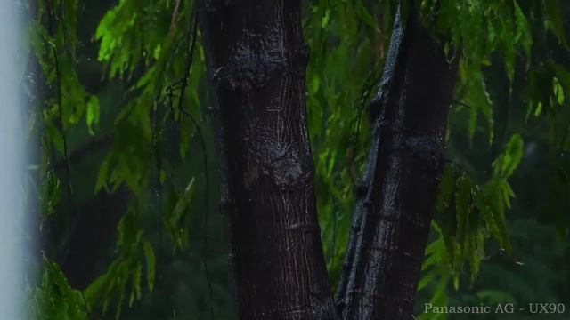 PANASONIC AG - UX90 (Test Footage) смотреть онлайн