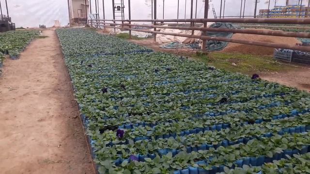 В основной теплице собрали все Виолы?Сразу обработали железом?Подкормки раз в 7-10дней?ХИМИЧИМ смотреть онлайн