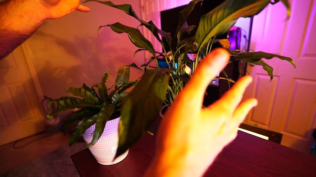 Fixer Upper Clearance Peace Lily & Hurricane Bird's Nest Fern