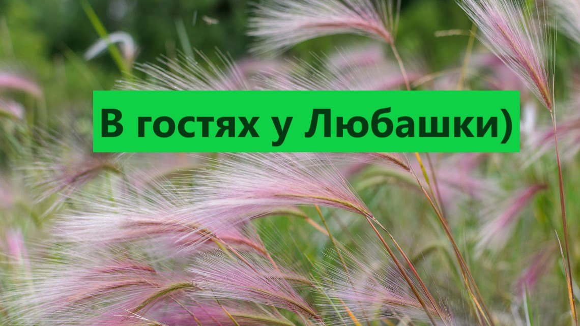 Приглашаю на обзор Любашкиных растений! С любовью у Любови!!! смотреть онлайн