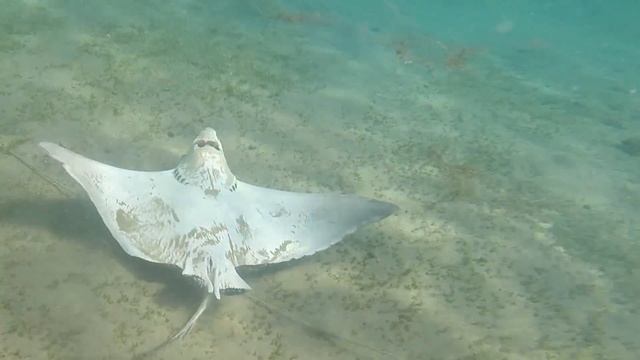 Скат Manta угодил в сеть на Красном море - Manta landed on the Red Sea смотреть онлайн