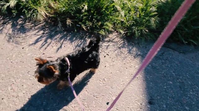 DogVlog. Выходим из карантина: первая прогулка йоркширского терьера на улице. Йорк гуляет в 3 месяц смотреть онлайн