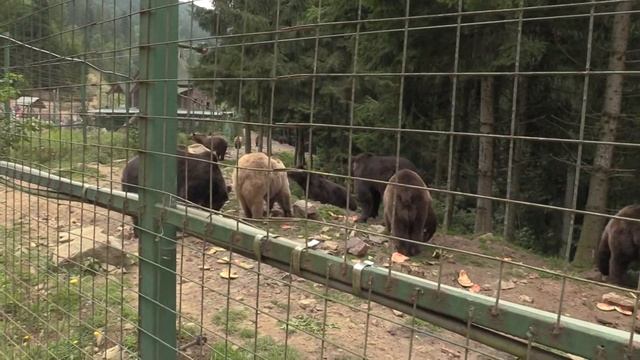 ЦЕНТР РЕАБИЛИТАЦИИ БУРЫХ МЕДВЕДЕЙ «СИНЕВИР» (Brown Bears Rehabilitation Center Synevir) смотреть онлайн