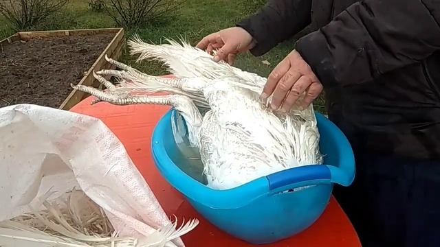 Индюк бройлерный// Вес тушки в 4 месяца 10 дней//Как мы ощипываем индюка// смотреть онлайн
