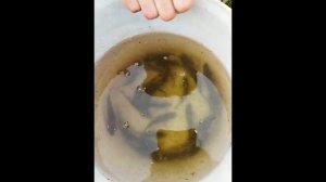 ЛЕТНЯЯ РЫБАЛКА В КАЛИНИНГРАДЕ.