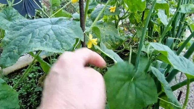 Будни в течение всей недели и праздничные выходные. смотреть онлайн