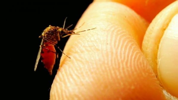 Почему комары кусают одних людей больше, чем других