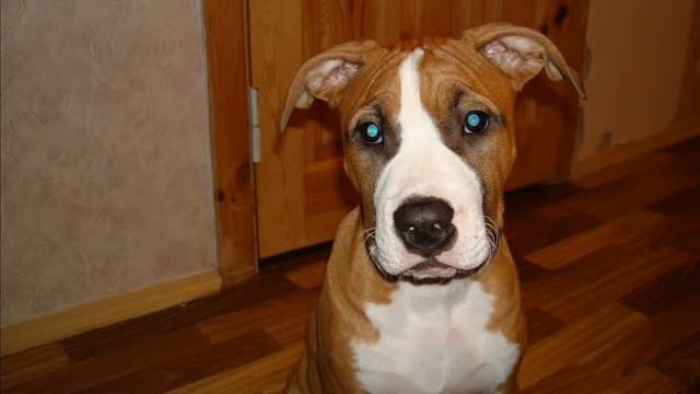 Тайсон смотреть онлайн