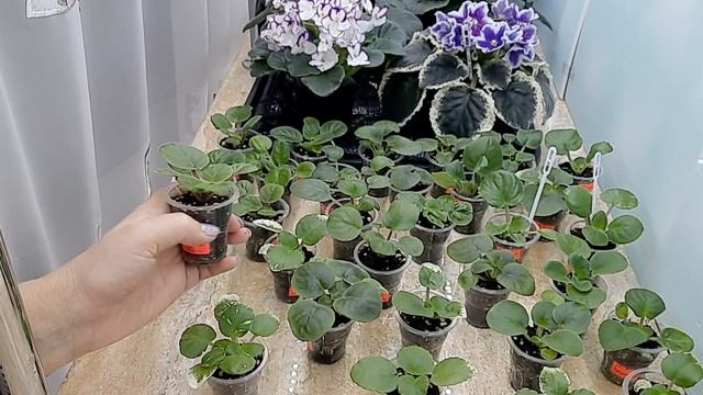 Фиалки! Секрет быстрого укоренения деток! смотреть онлайн