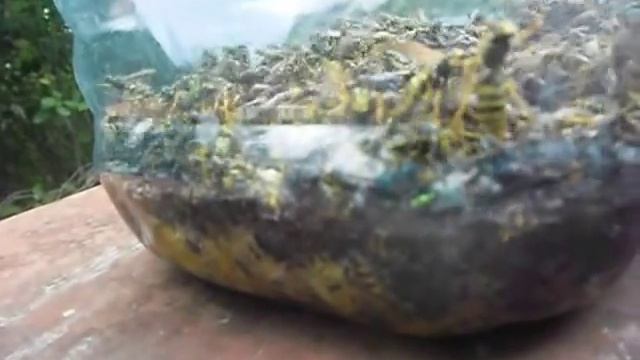 SAM 9435 Ловушка для ос. смотреть онлайн