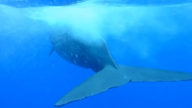 Кашалот. Freediving. Indian Ocean. Mauritius, Tamarin. Sperm whale. смотреть онлайн