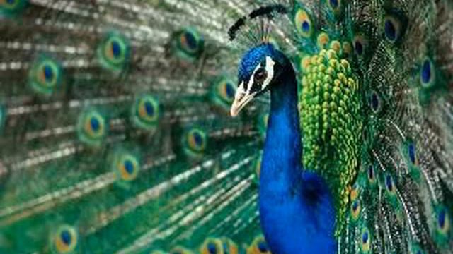 Радха-натха - Харидас Тхакур святой смотреть онлайн