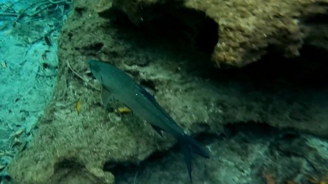 Aloha Tours - Casa Cenote Private Paddleboard & Snorkel Tour Tulum - Playa del Carmen смотреть онлайн