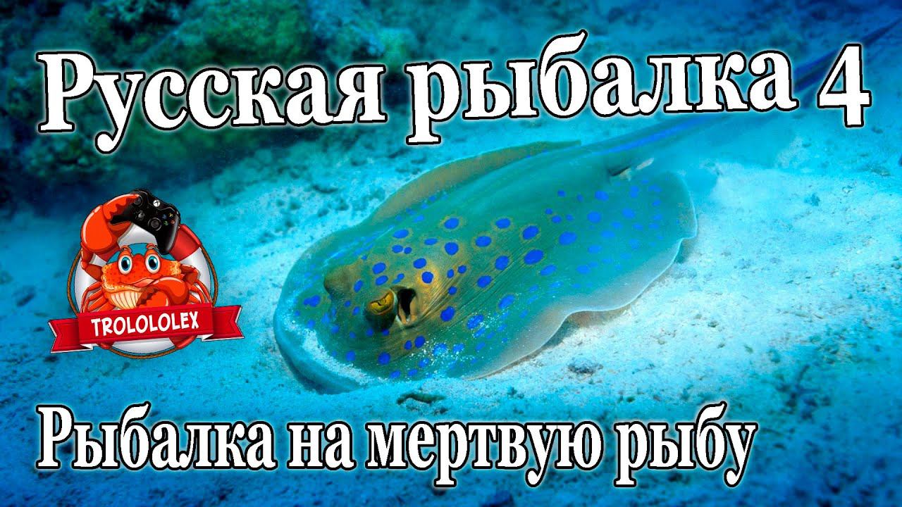 Русская рыбалка 4 Ловим на мертвую рыбу смотреть онлайн