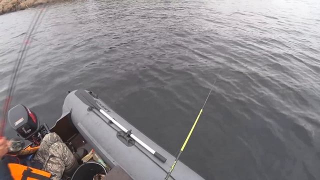 В ПОИСКАХ ГОРБУШИ В УСТЬЕ УМБЫ С ЛОДКИ 2023. ЛОВИМ ТРЕСКУ И ЗУБАТКУ НА БЕЛОМ МОРЕ НА КОЛЬСКОМ смотреть онлайн