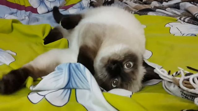Сиамский котенок ) смотреть онлайн