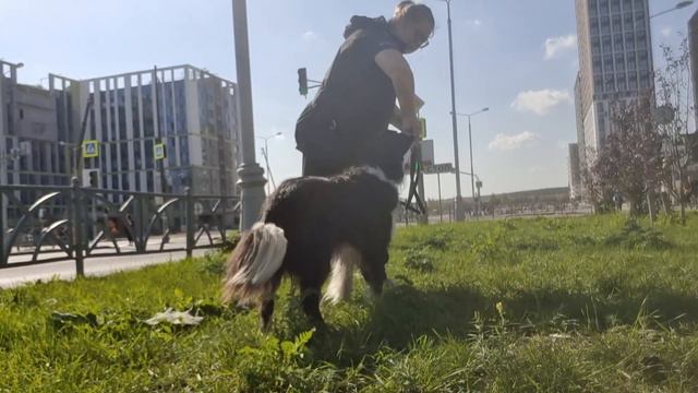 натяжение поводка смотреть онлайн