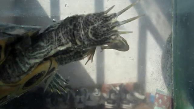 красноухая черепаха VS болотная жаба смотреть онлайн