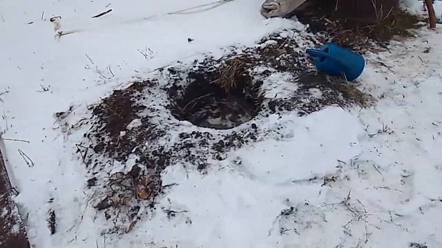 Что Важно знать при посадки хвойных