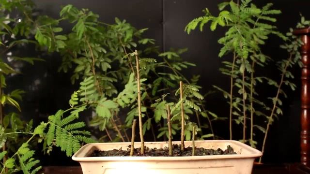 Acacia bonsai seedling update, Nov 2016 смотреть онлайн
