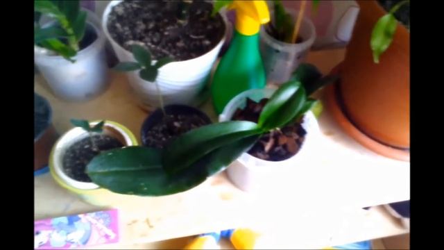 Как восстановить тургор на листьях орхидей смотреть онлайн