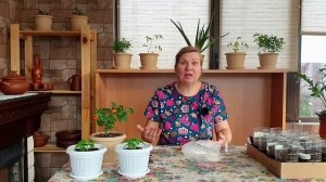 Семена прорастают за сутки. Быстрая всхожесть любых семян