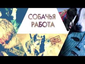 Собачья работа. ЗКС