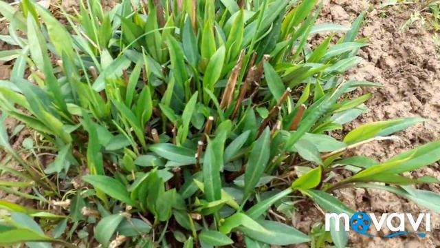 Семейная пересадка астры. Тройной нарцисс))) смотреть онлайн