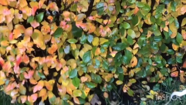 Как посадить живую изгородь из кизильника своими руками видео и инструкция смотреть онлайн