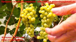 Кишмиш Коктейль- ранний срок созревания,незабываемый мускат, стабильное плодоношение, красавец!