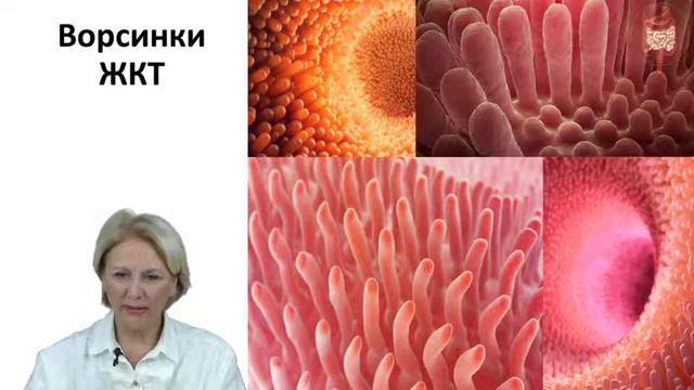Система клеточной детоксикации Часть 2 Работа ЖКТ смотреть онлайн
