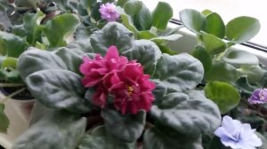 ПОЛЬЗА И ВРЕД ОТ ПЕНОПЛАСТА ( ДРЕНАЖ ДЛЯ ФИАЛКИ )