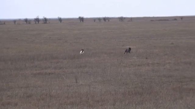 881 (7) Английский Пойнтер и Дратхаар смотреть онлайн