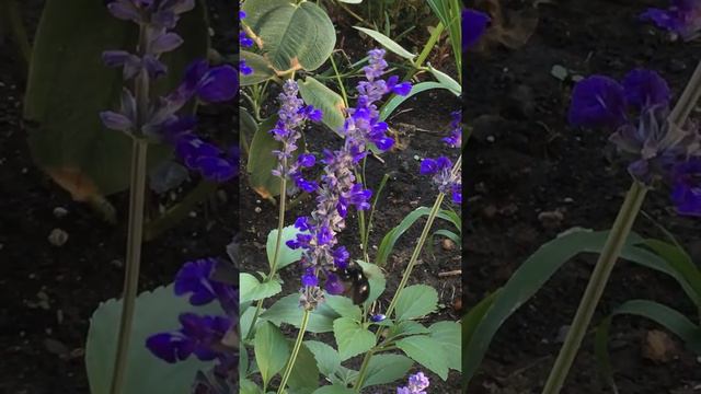 Large black Bumble bee смотреть онлайн