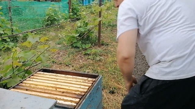 Профилактика гнильцовых заболеваний. Готовимся к медосбору с подсолнечника. смотреть онлайн