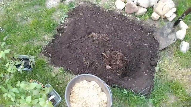 ДАЧА. ВЫСАДКА САЖЕНЦЕВ ГОЛУБИКИ ПО ВСЕМ ПРАВИЛАМ