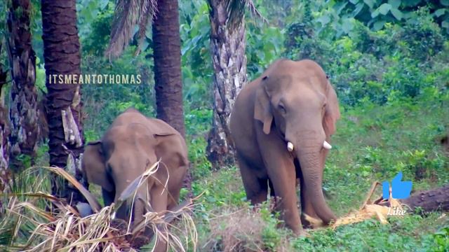 Wild elephants spotted near ezhattumugham check post on 05/02/2024 смотреть онлайн