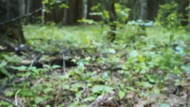 Грибное безумие продолжается! 179 еловых белых 10 июля 2019. Маленькие хитрости большой тихой охоты