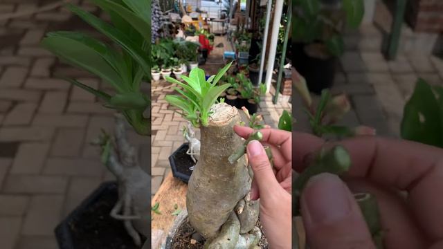 Grafting Adenium Simple