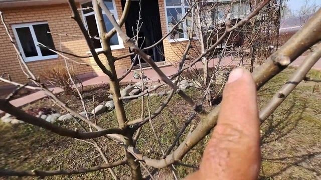 простая обрезка молодой яблони смотреть онлайн