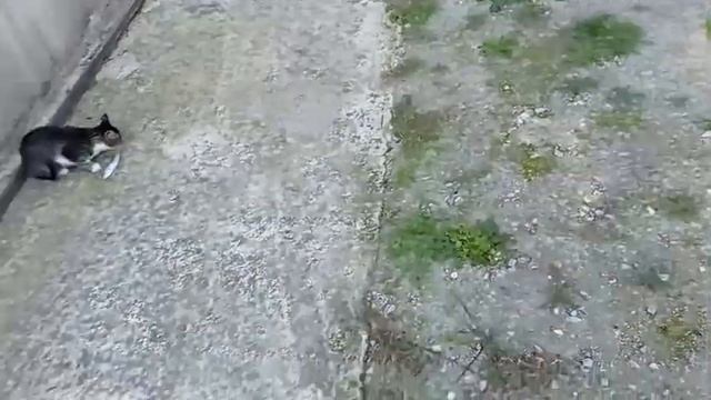 УТРО В ДЕРЕВНЕ. НАША ДЕРЕВЕНСКАЯ ЖИЗНЬ смотреть онлайн